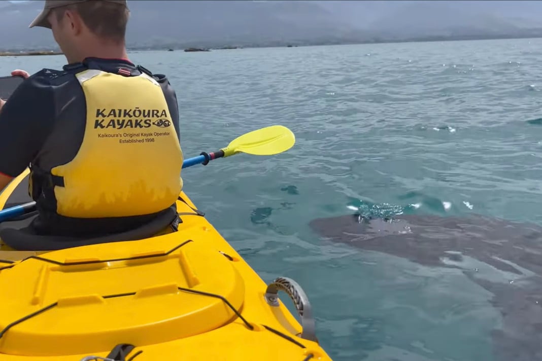 orca alongside kayak in New Zealand